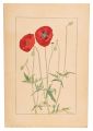 Shirley Poppy,Corn Poppy