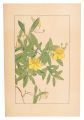 St.John's Wort