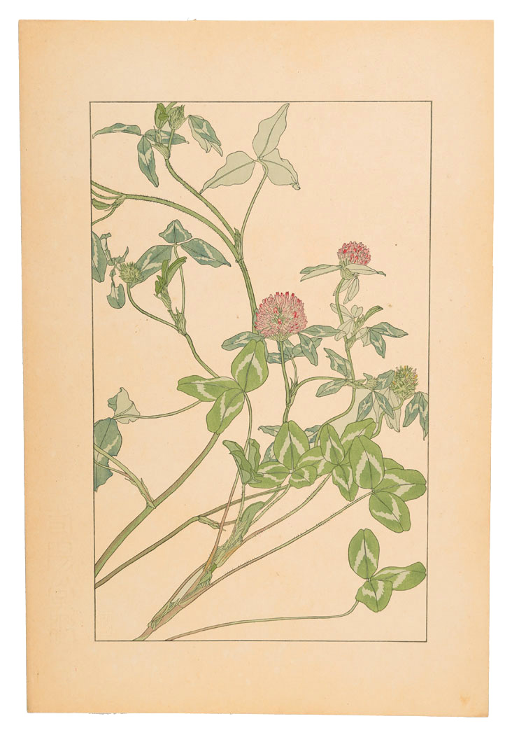 Sugiura Hisui “Red clover”