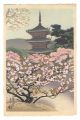 Cherry Blossoms in Omuro, Kyot......