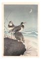 Plover near the Seaside with a......