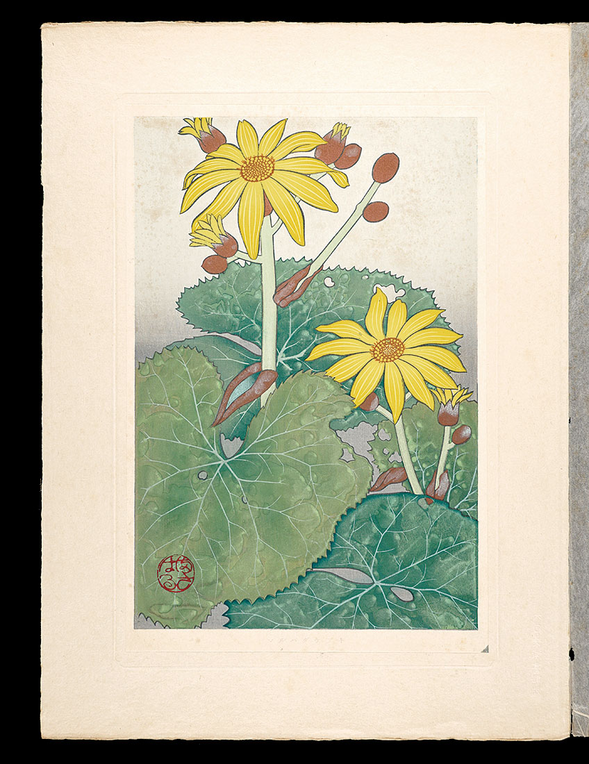 Inoue Masaharu “Japanese Alpine Plants / Ligularia dentata”