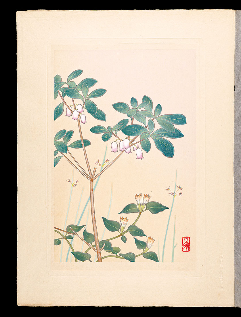 Inoue Masaharu “Japanese Alpine Plants / Juncus filiformis and Rhododendron benhallii”