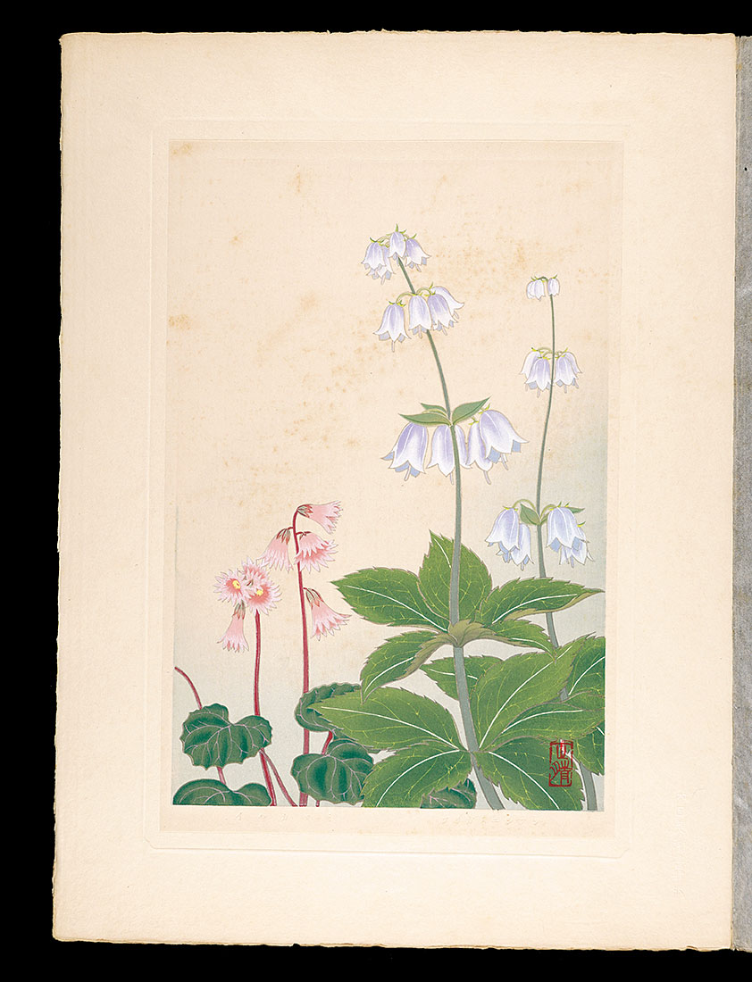 Inoue Masaharu “Japanese Alpine Plants / Ladybells and Schizocodon soldanelloides”