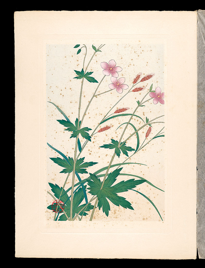 Inoue Masaharu “Japanese Alpine Plants / Geranium krameri and Carex scita var.brevisquama ”