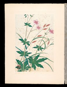 Japanese Alpine Plants / Geranium krameri and Carex scita var.brevisquama / Inoue Masaharu