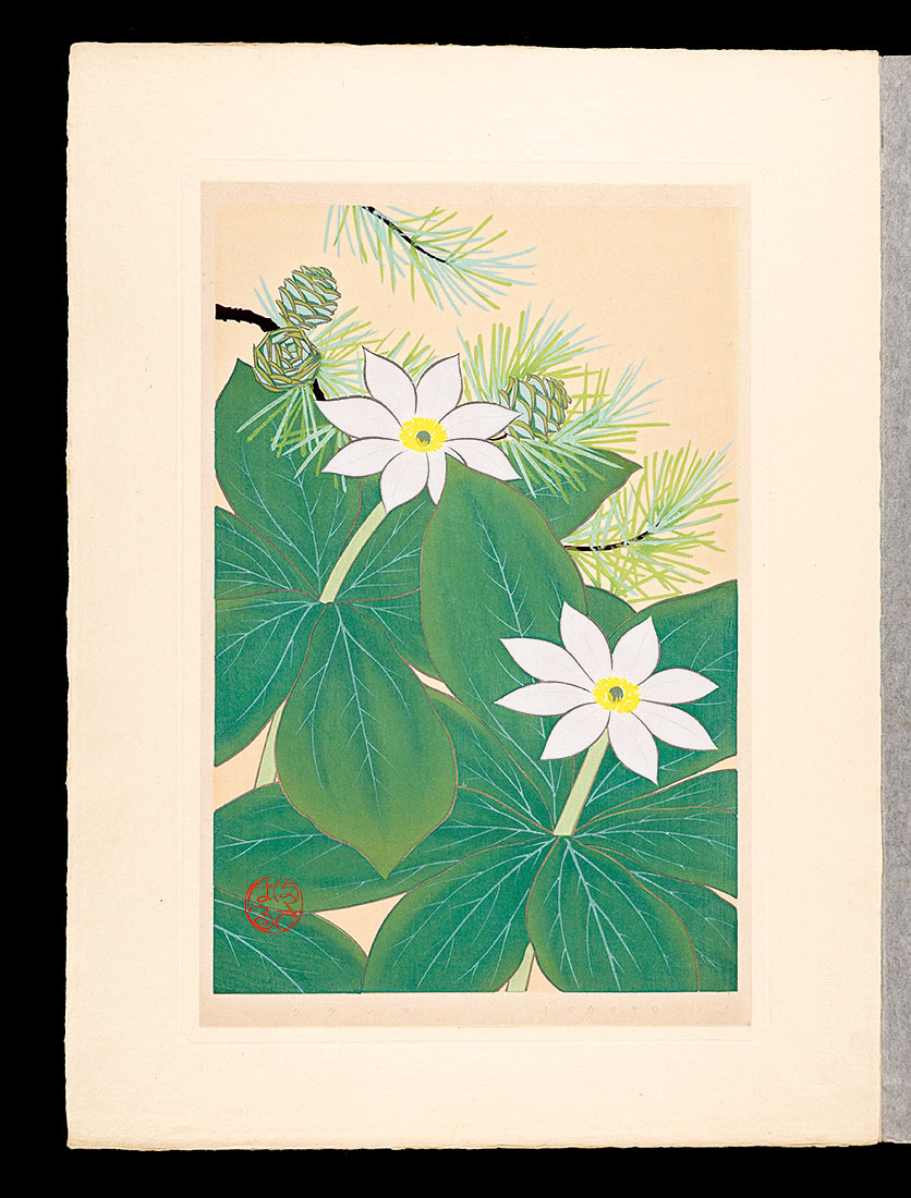Inoue Masaharu “Japanese Alpine Plants / Paris japonica and Japanese larch”