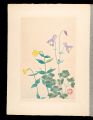 Japanese Alpine Plants / Aquil......