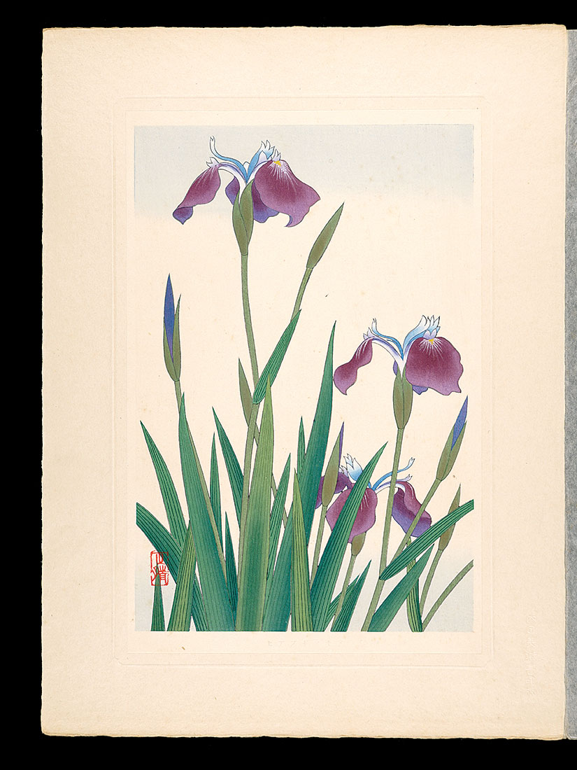 Inoue Masaharu “Japanese Alpine Plants / Arctic Iris”