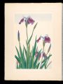 Japanese Alpine Plants / Arcti......