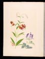 Japanese Alpine Plants / Chine......