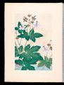 Japanese Alpine Plants / Geran......