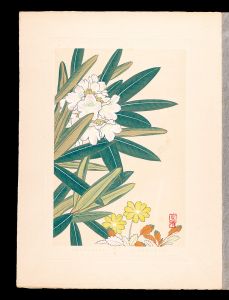 Japanese Alpine Plants / Dryas octopetala var. asiatica and Andromeda polifolia form. leucantha
/ Inoue Masaharu