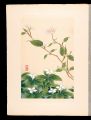 Japanese Alpine Plants / Japan......