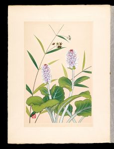 Japanese Alpine Plants / Lagotis glauca and VIncetoxicum pycnostelma / Inoue Masaharu