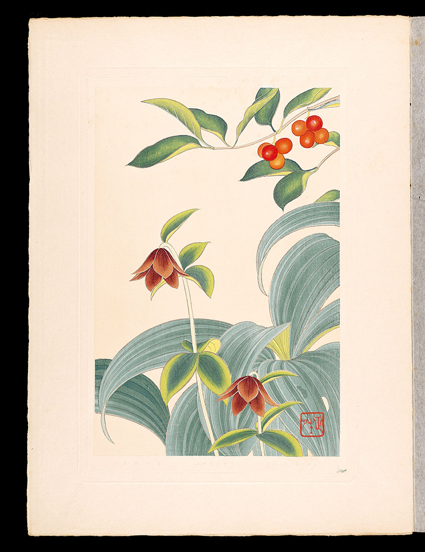 Inoue Masaharu “Japanese Alpine Plants / Lonicera vidalii and Veratrum stamineum Maxim and Black lily”