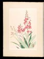 Japanese Alpine Plants / Firew......