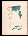 Japanese Alpine Plants / Parna......