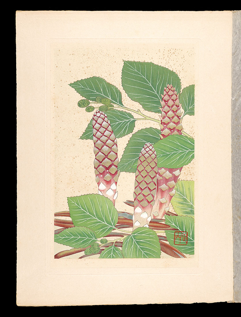 Inoue Masaharu “Japanese Alpine Plants / Boschniakia rossica and Miyama-hannoki”