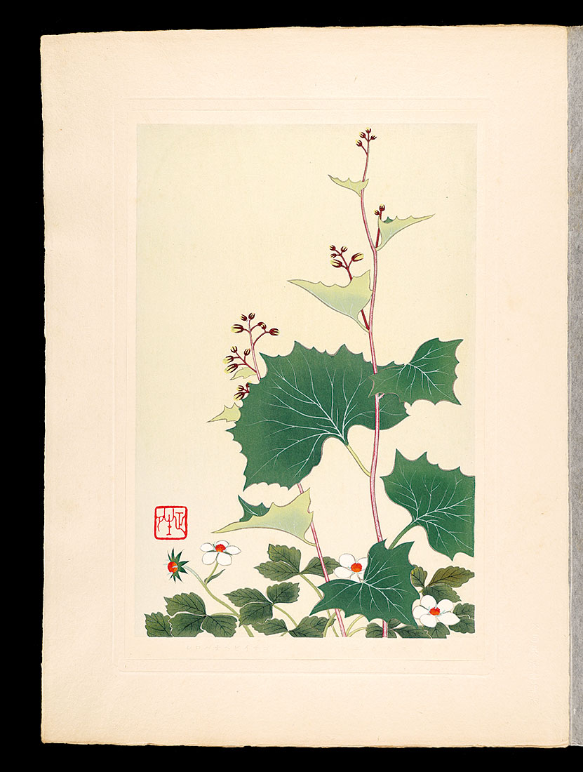 Inoue Masaharu “Japanese Alpine Plants / Parasenecio maximowiczianus and Fragaria nipponica”