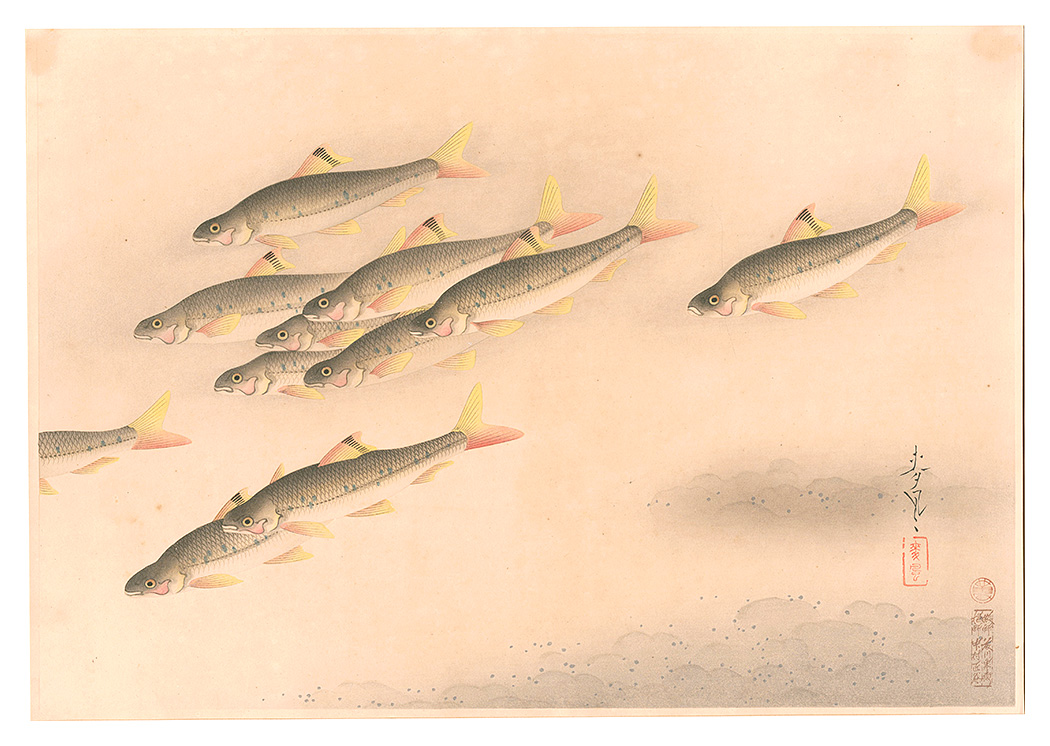 Ono Bakufu “Fish of Japan / No. 9 of Volume 2: Sarcocheilichthys variegatus variegatus”