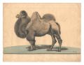 Camel (tentative title)
