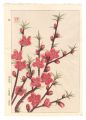 Floral Calendar of Japan / Pea......