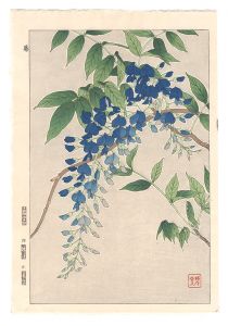 日本の花こよみ　フジ（藤）
