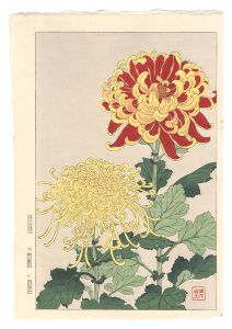 日本の花こよみ　キク（菊）