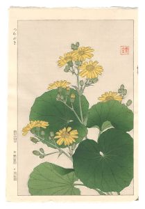 日本の花こよみ　ツワブキ（石蕗）