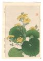 Floral Calendar of Japan / Jap......