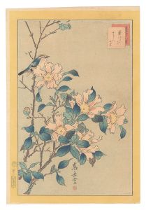 生写四十八鷹　四十一　菊いたゞき さゞん花　／　嵩岳堂