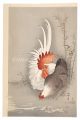 Rooster and Hen (tentative tit......
