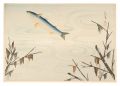 Fish of Japan / Mullet