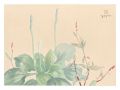 Picture Album of Various Flowe......