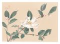 Picture Album of Various Flowe......