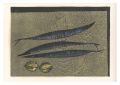 Pacific Saury and Lemons