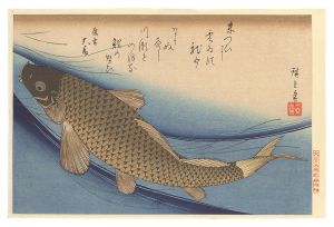 A Series of Fish Subjects / Carp【Reproduction】 / Hiroshige I