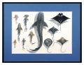 Sea Life Specimens