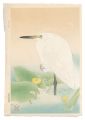 Cow Lily and an Egret