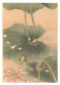 Grasshopper (tentative title)