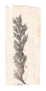 Pine / Hirokawa Matsugoro