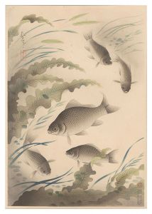 Fish of Japan / Crucian Carp / Ono Bakufu