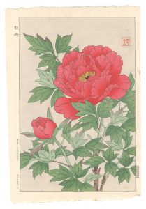 Peony / Kawarazaki Shodo