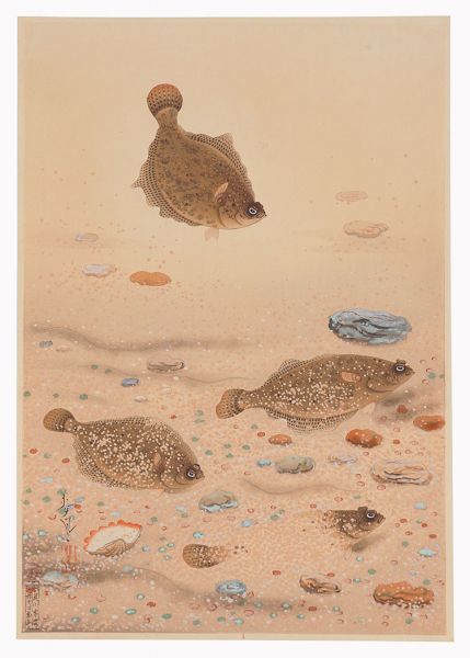 大野麥風「大日本魚類画集　第一輯ノ十一　カレイ」