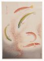 Fish of Japan / No. 4 of Volum......