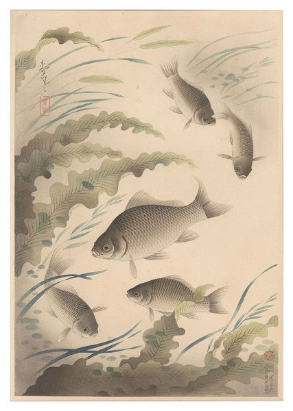 Ono Bakufu “Fish of Japan / Crucian Carp”