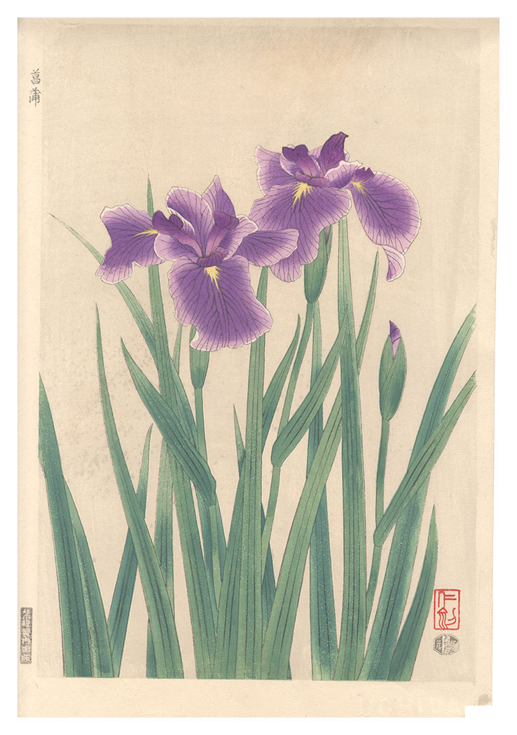 伊藤仁三郎「菖蒲」