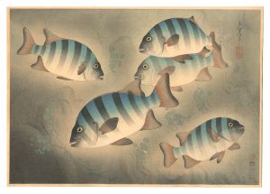 大日本魚類画集　第ニ輯ノ六 イシダイ　／　大野麥風