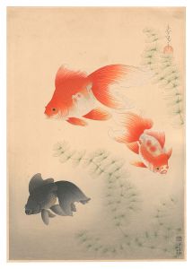 大日本魚類画集　第一輯ノ十二 金魚　／　大野麥風
